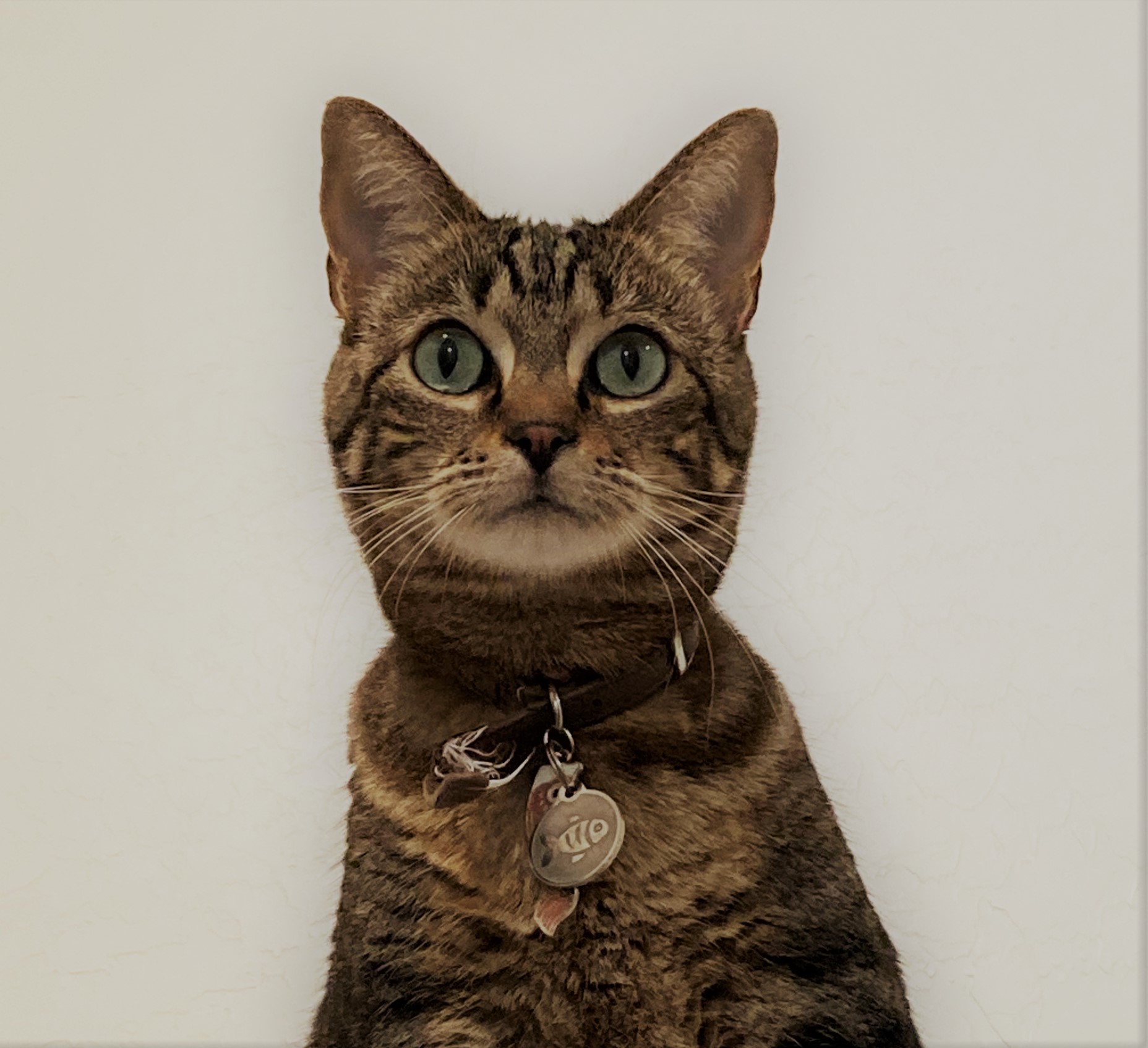 Cat icon
